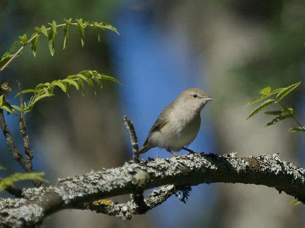 Lehtokerttu, Garden Warbler, Sylvia borin